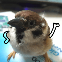 [LINEスタンプ] happy sparrow-doudou