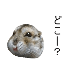 [LINEスタンプ] ハムスターの写真スタンプ