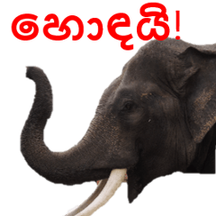 [LINEスタンプ] シンハラ語動物園