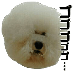 [LINEスタンプ] ビションになりたいトイプードルのしらす