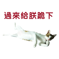 [LINEスタンプ] Real CAT.Chinese6