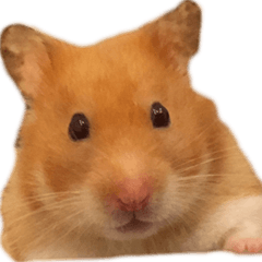[LINEスタンプ] Hamster Small Pang Ray - No. 1