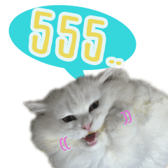 [LINEスタンプ] Tang and Ty buddy Cat ＆ Dog
