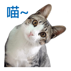 [LINEスタンプ] Meow！One word