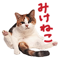 [LINEスタンプ] 三毛猫りんちゃんスタンプ