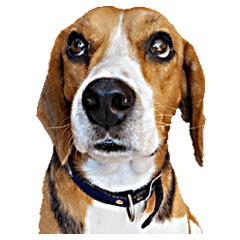 [LINEスタンプ] Beagle Cute Dog 