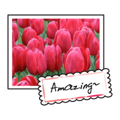 [LINEスタンプ] Beautiful Tulips