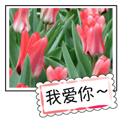 [LINEスタンプ] Flower photo greeting card (chinese)