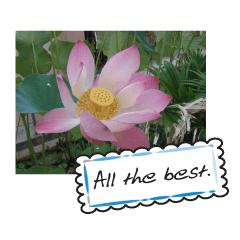 [LINEスタンプ] Greetings card with flowers photo2の画像（メイン）