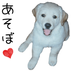 [LINEスタンプ] ゴールデンレトリバーのリキ