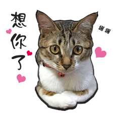 [LINEスタンプ] Cute cat na