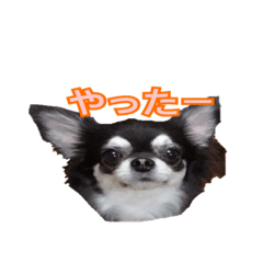 [LINEスタンプ] 日常で使えるチワワのスタンプ
