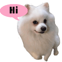 [LINEスタンプ] ShiroDog 