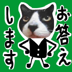 [LINEスタンプ] 日本猫の銀ちゃん 写真バージョン7
