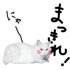 [LINEスタンプ] 白い猫のマツ