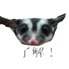 [LINEスタンプ] 実写フクモモスタンプ 