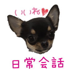 [LINEスタンプ] チワワのココ（日常会話）