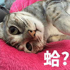 [LINEスタンプ] Lazy Catie