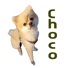 [LINEスタンプ] チョコ君