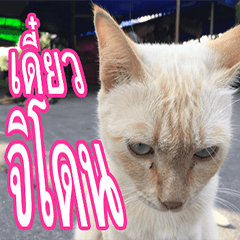 [LINEスタンプ] meawTHAI : You're gonna get it.