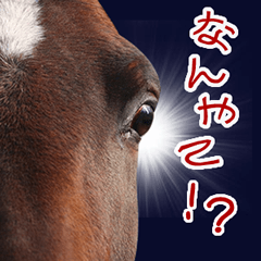 [LINEスタンプ] 大阪弁をしゃべる馬のスタンプ 第二弾の画像（メイン）