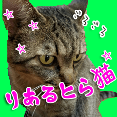 [LINEスタンプ] りあるとら猫 とらちゃん☆の画像（メイン）