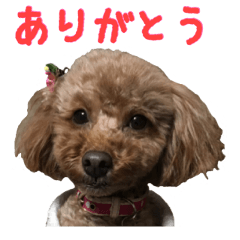 [LINEスタンプ] 愛犬トイプードル