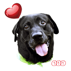 [LINEスタンプ] P. Black Labrador
