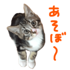 [LINEスタンプ] かわいい猫 リオくんの画像（メイン）